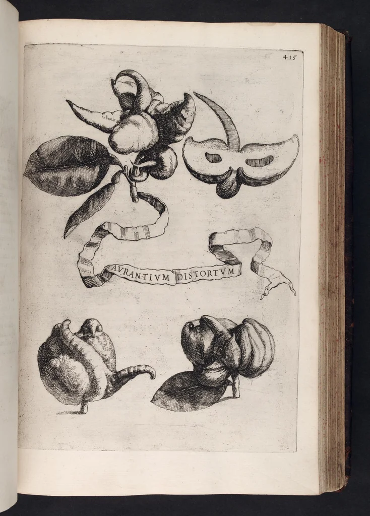 An illustration from Hesperides, sive, De malorvm avreorvm cvltvra et vsv libri quatuor, 1646, leaf 430