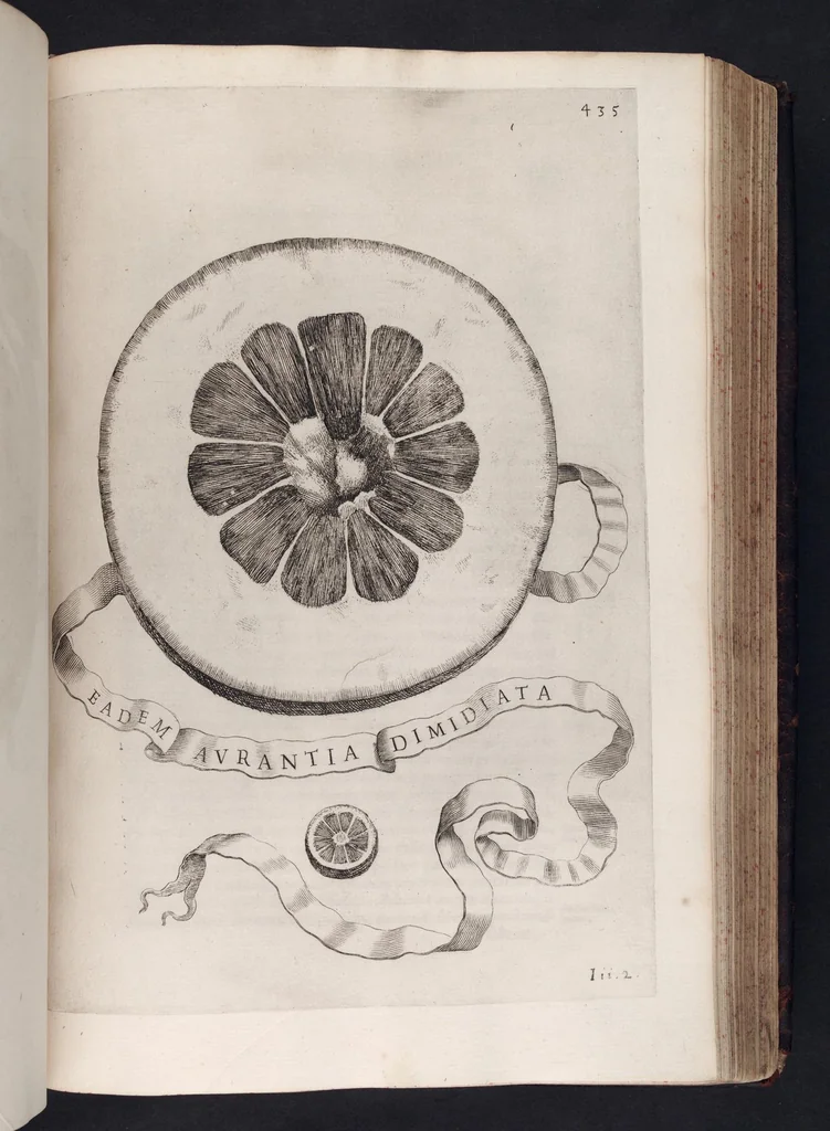 An illustration from Hesperides, sive, De malorvm avreorvm cvltvra et vsv libri quatuor, 1646, leaf 450