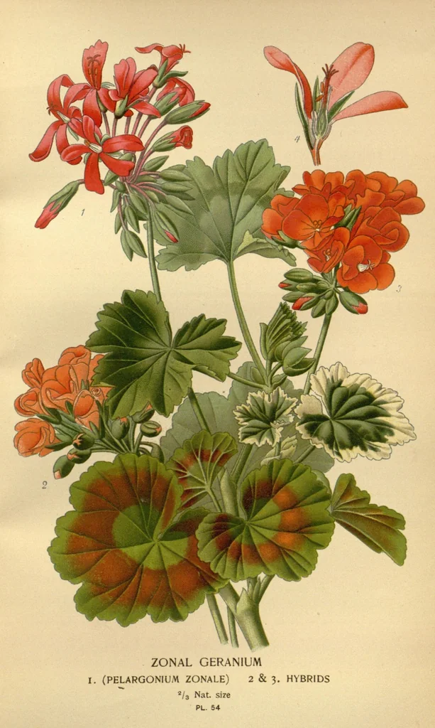 An illustration from Favourite flowers of garden and greenhouse /by Edward Step ... ; the cultural directions edited by William Watson ... ; illustrated with three hundred and sixteen coloured plates, selected and arranged by D. Bois., 1896, leaf 174