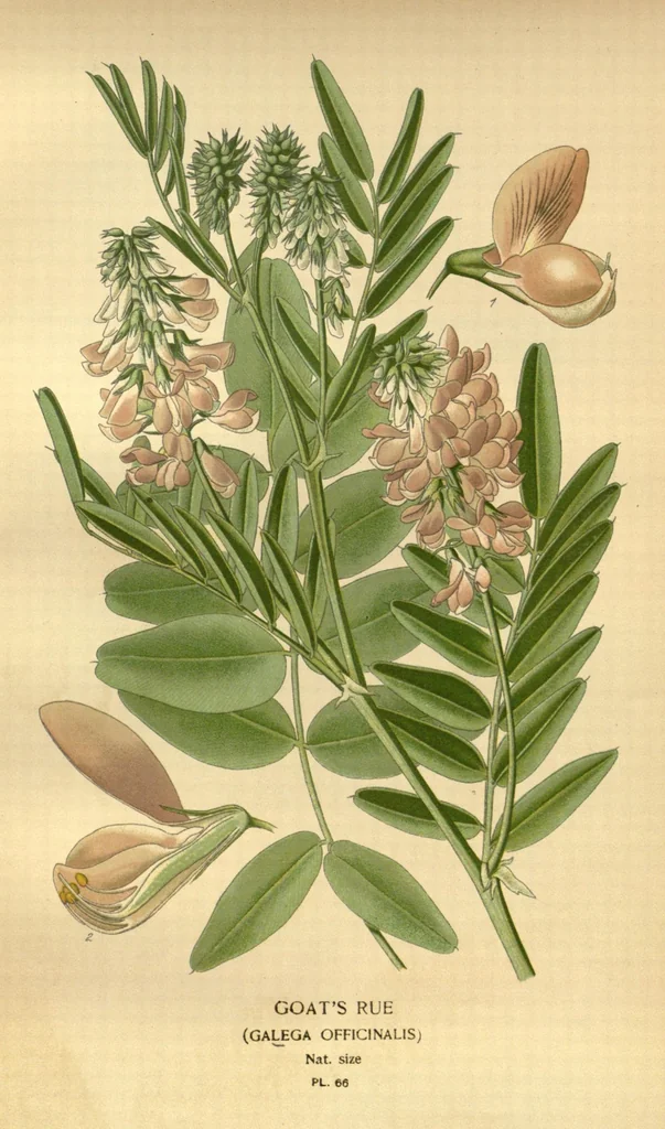 An illustration from Favourite flowers of garden and greenhouse /by Edward Step ... ; the cultural directions edited by William Watson ... ; illustrated with three hundred and sixteen coloured plates, selected and arranged by D. Bois., 1896, leaf 210