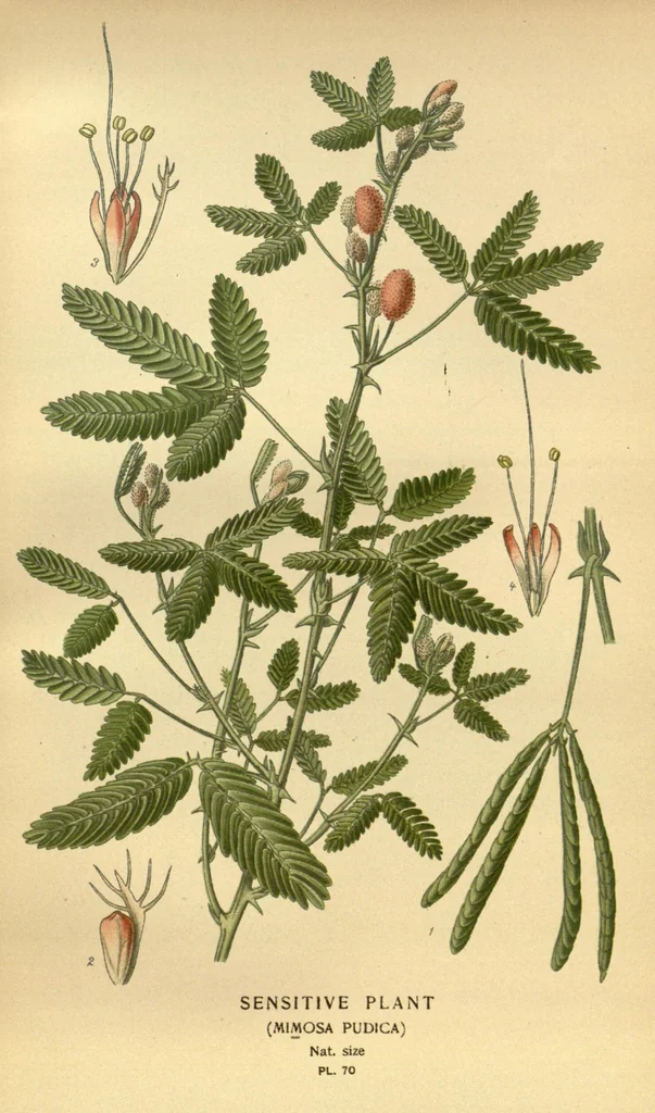 An illustration from Favourite flowers of garden and greenhouse /by Edward Step ... ; the cultural directions edited by William Watson ... ; illustrated with three hundred and sixteen coloured plates, selected and arranged by D. Bois., 1896, leaf 222