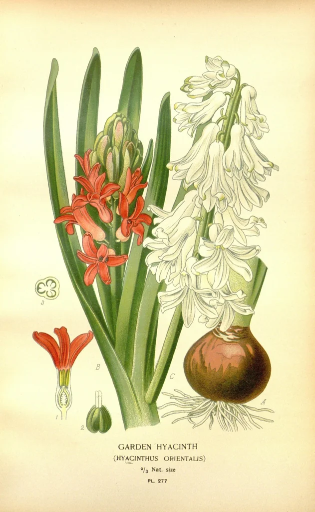 An illustration from Favourite flowers of garden and greenhouse /by Edward Step ... ; the cultural directions edited by William Watson ... ; illustrated with three hundred and sixteen coloured plates, selected and arranged by D. Bois., 1896, leaf 183