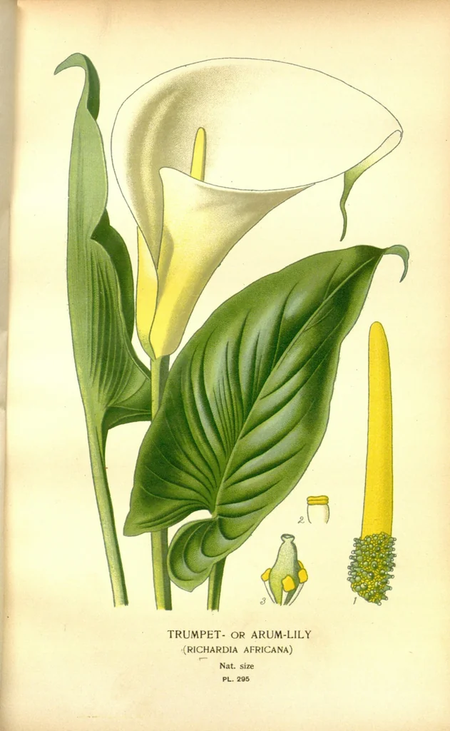 An illustration from Favourite flowers of garden and greenhouse /by Edward Step ... ; the cultural directions edited by William Watson ... ; illustrated with three hundred and sixteen coloured plates, selected and arranged by D. Bois., 1896, leaf 255