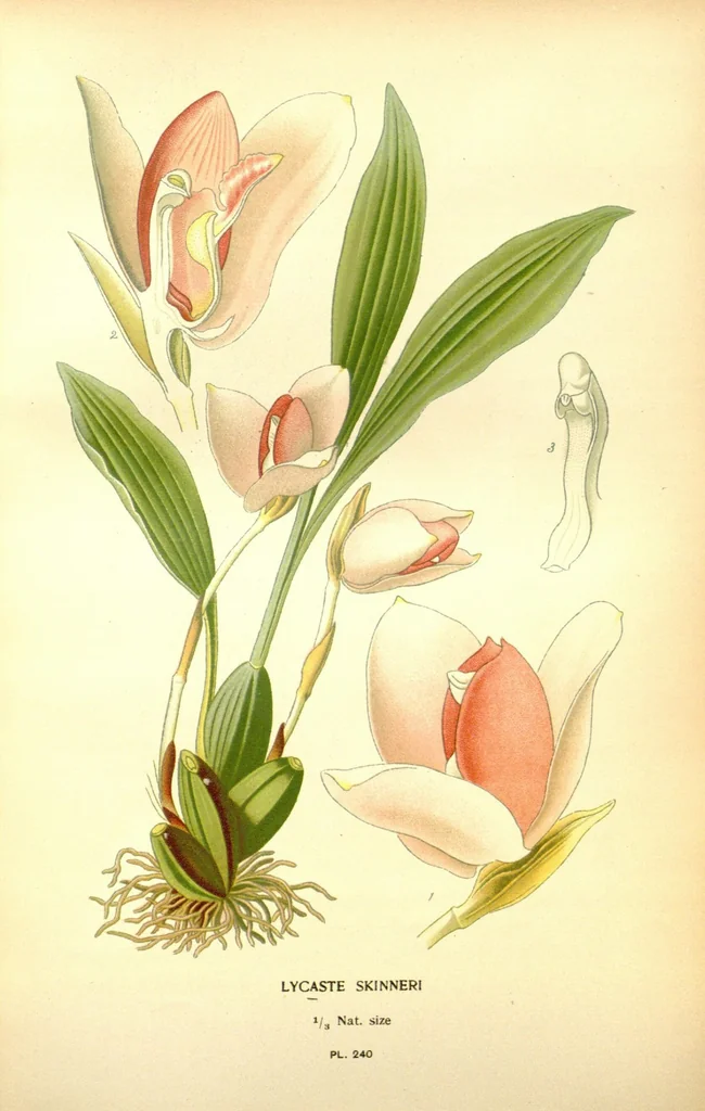 An illustration from Favourite flowers of garden and greenhouse /by Edward Step ... ; the cultural directions edited by William Watson ... ; illustrated with three hundred and sixteen coloured plates, selected and arranged by D. Bois., 1896, leaf 35