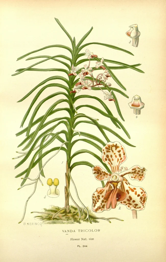 An illustration from Favourite flowers of garden and greenhouse /by Edward Step ... ; the cultural directions edited by William Watson ... ; illustrated with three hundred and sixteen coloured plates, selected and arranged by D. Bois., 1896, leaf 51