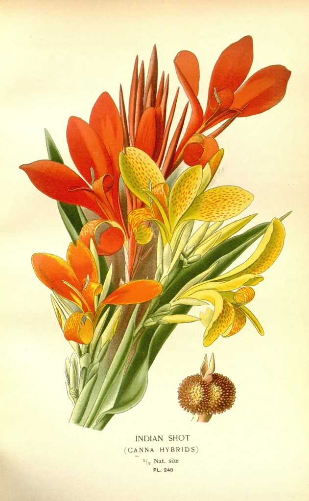 An illustration from Favourite flowers of garden and greenhouse /by Edward Step ... ; the cultural directions edited by William Watson ... ; illustrated with three hundred and sixteen coloured plates, selected and arranged by D. Bois., 1896, leaf 67