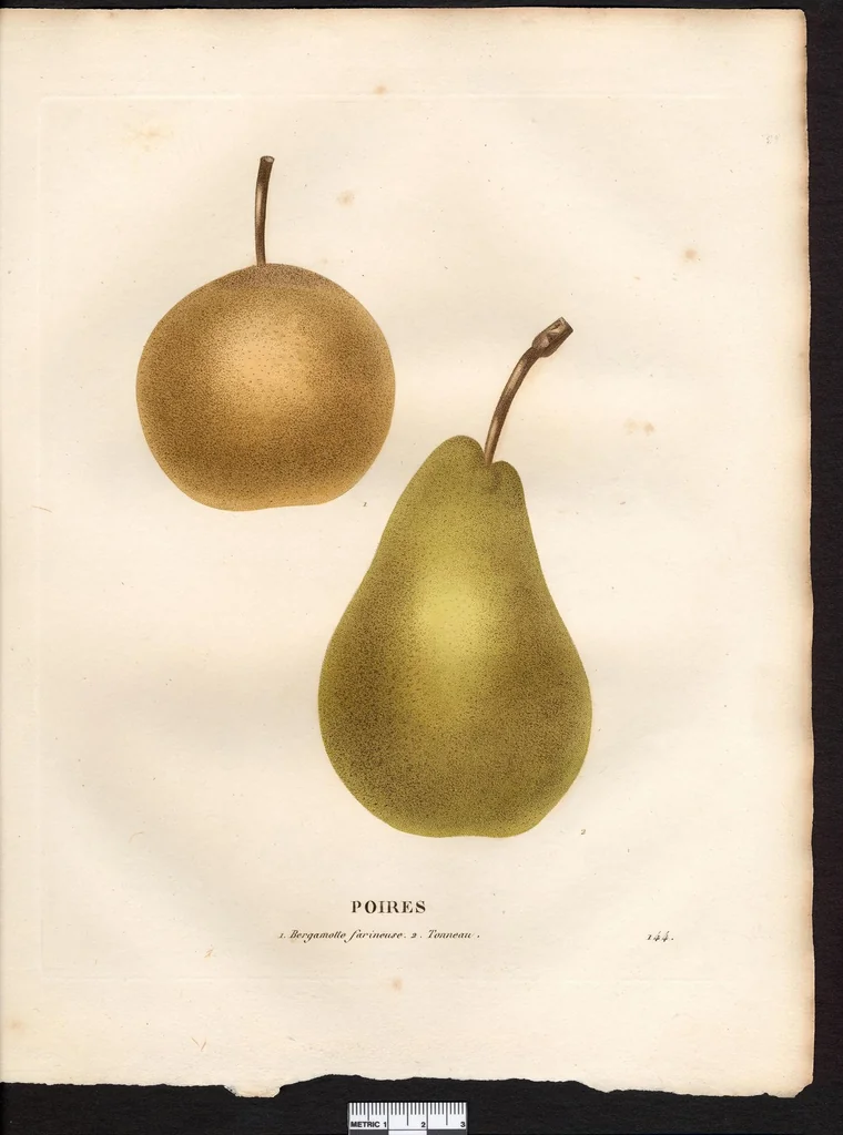 An illustration from La flore et la pomone francaises ?histoire et figure en couleur, des fleurs et des fruits de France ou naturalises sur le sol francais /par m. Jaume Saint?Hilaire ..., 1828, leaf 124