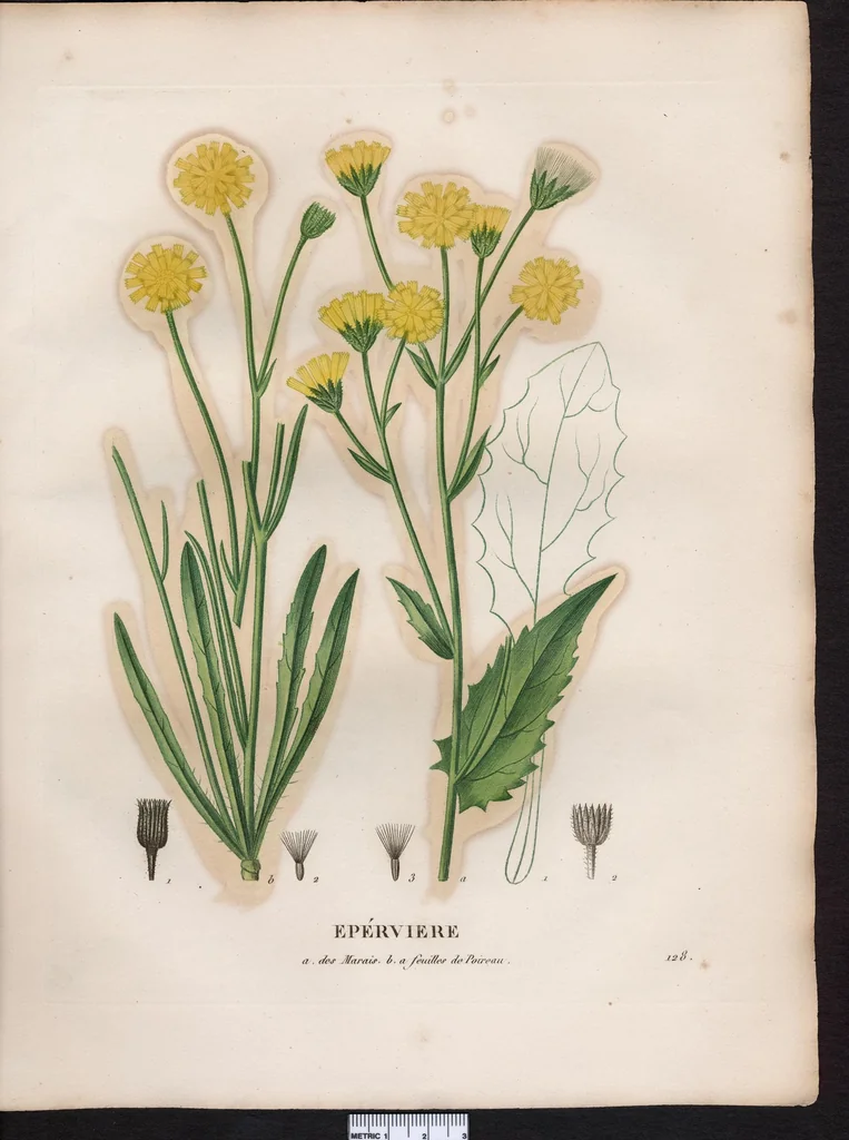 An illustration from La flore et la pomone francaises ?histoire et figure en couleur, des fleurs et des fruits de France ou naturalises sur le sol francais /par m. Jaume Saint?Hilaire ..., 1828, leaf 84
