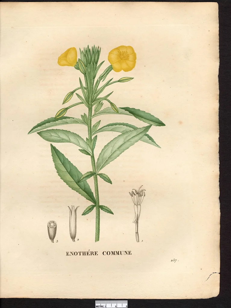 An illustration from La flore et la pomone francaises ?histoire et figure en couleur, des fleurs et des fruits de France ou naturalises sur le sol francais /par m. Jaume Saint?Hilaire ..., 1828, leaf 172