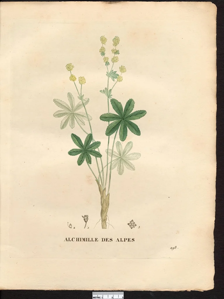 An illustration from La flore et la pomone francaises ?histoire et figure en couleur, des fleurs et des fruits de France ou naturalises sur le sol francais /par m. Jaume Saint?Hilaire ..., 1828, leaf 300