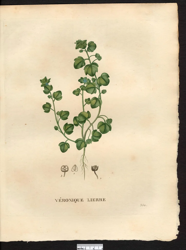 An illustration from La flore et la pomone francaises ?histoire et figure en couleur, des fleurs et des fruits de France ou naturalises sur le sol francais /par m. Jaume Saint?Hilaire ..., 1828, leaf 154