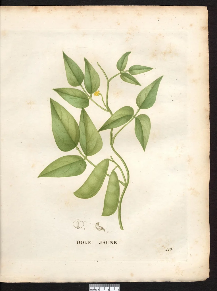 An illustration from La flore et la pomone francaises ?histoire et figure en couleur, des fleurs et des fruits de France ou naturalises sur le sol francais /par m. Jaume Saint?Hilaire ..., 1828, leaf 134