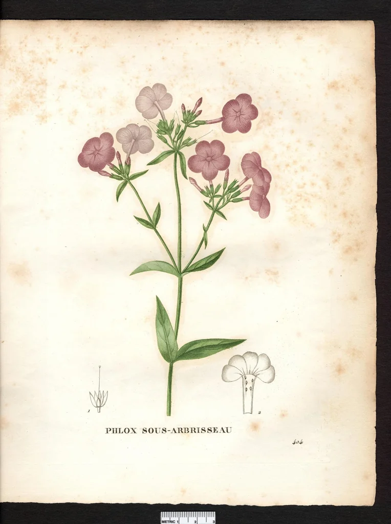 An illustration from La flore et la pomone francaises ?histoire et figure en couleur, des fleurs et des fruits de France ou naturalises sur le sol francais /par m. Jaume Saint?Hilaire ..., 1828, leaf 14