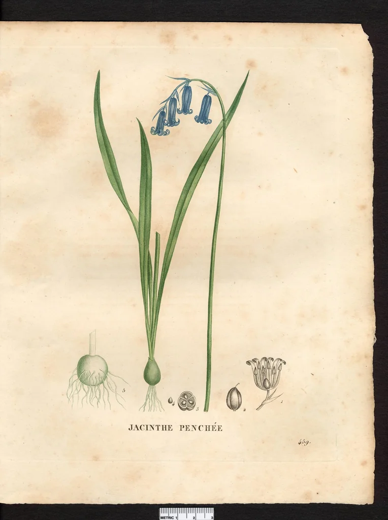 An illustration from La flore et la pomone francaises ?histoire et figure en couleur, des fleurs et des fruits de France ou naturalises sur le sol francais /par m. Jaume Saint?Hilaire ..., 1828, leaf 190