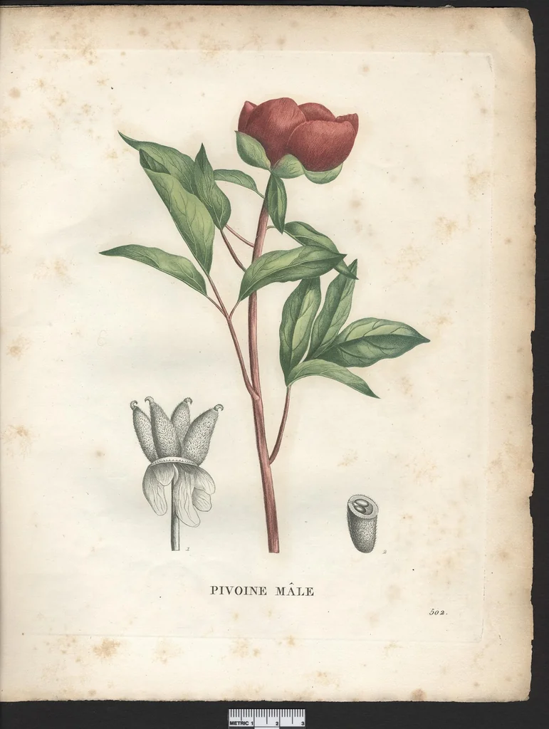 An illustration from La flore et la pomone francaises ?histoire et figure en couleur, des fleurs et des fruits de France ou naturalises sur le sol francais /par m. Jaume Saint?Hilaire ..., 1828, leaf 10