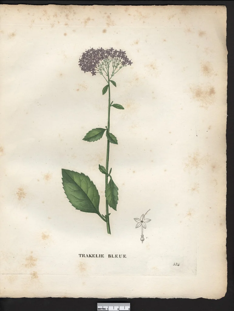 An illustration from La flore et la pomone francaises ?histoire et figure en couleur, des fleurs et des fruits de France ou naturalises sur le sol francais /par m. Jaume Saint?Hilaire ..., 1828, leaf 110