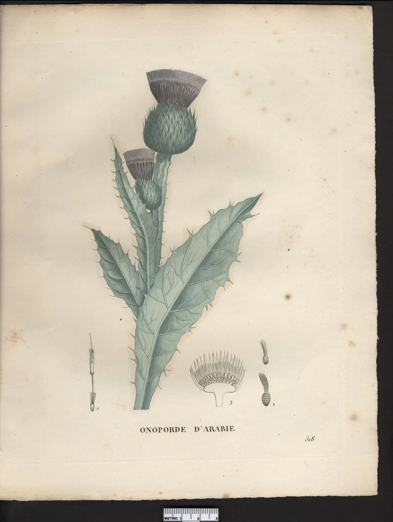 An illustration from La flore et la pomone francaises ?histoire et figure en couleur, des fleurs et des fruits de France ou naturalises sur le sol francais /par m. Jaume Saint?Hilaire ..., 1828, leaf 60