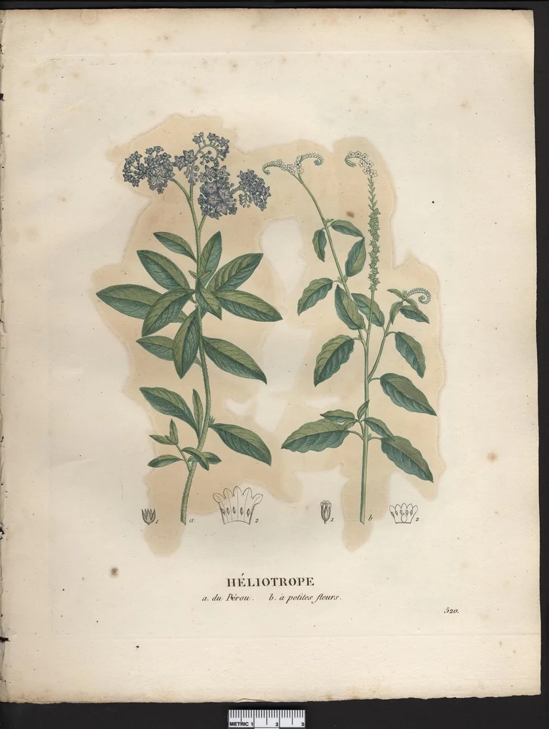 An illustration from La flore et la pomone francaises ?histoire et figure en couleur, des fleurs et des fruits de France ou naturalises sur le sol francais /par m. Jaume Saint?Hilaire ..., 1828, leaf 66