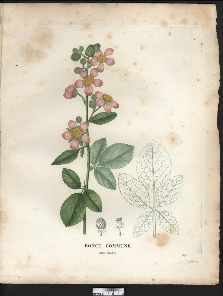 An illustration from La flore et la pomone francaises ?histoire et figure en couleur, des fleurs et des fruits de France ou naturalises sur le sol francais /par m. Jaume Saint?Hilaire ..., 1828, leaf 98