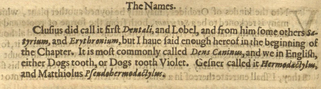 An illustration from Paradisi in sole paradisus terrestris, or, A garden of all sorts of pleasant flowers which our English ayre will permitt to be noursed vp?with a kitchen garden of all manner of herbes, rootes, & fruites, for meate or sause vsed with vs, and an orchard of all sorte of fruitbearing trees and shrubbes fit for our land together with the right orderinge planting & preseruing of them and their vses & vertues /collected by John Parkinson., 1629, leaf 204