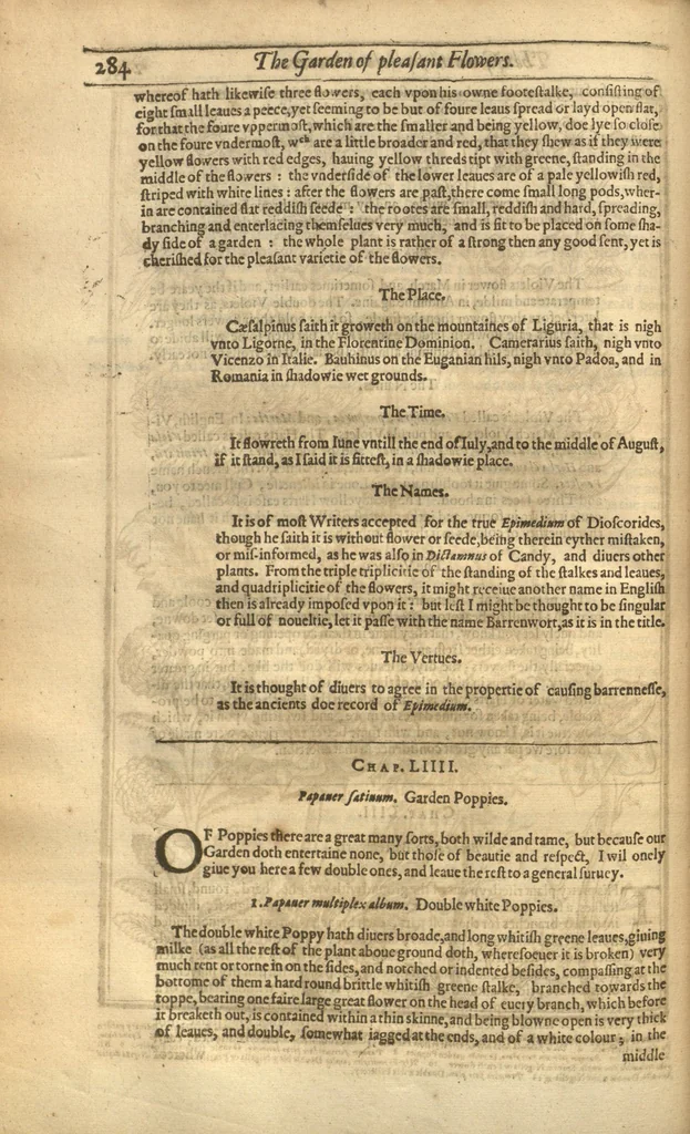 An illustration from Paradisi in sole paradisus terrestris, or, A garden of all sorts of pleasant flowers which our English ayre will permitt to be noursed vp?with a kitchen garden of all manner of herbes, rootes, & fruites, for meate or sause vsed with vs, and an orchard of all sorte of fruitbearing trees and shrubbes fit for our land together with the right orderinge planting & preseruing of them and their vses & vertues /collected by John Parkinson., 1629, leaf 294