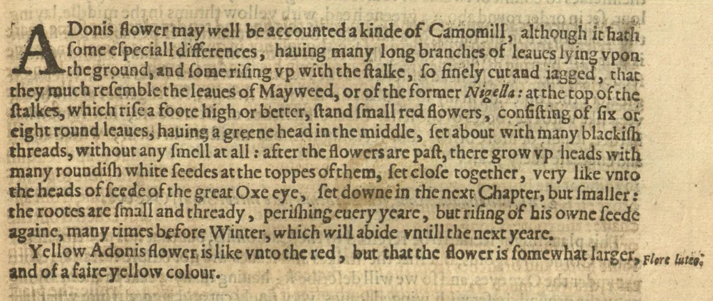 An illustration from Paradisi in sole paradisus terrestris, or, A garden of all sorts of pleasant flowers which our English ayre will permitt to be noursed vp?with a kitchen garden of all manner of herbes, rootes, & fruites, for meate or sause vsed with vs, and an orchard of all sorte of fruitbearing trees and shrubbes fit for our land together with the right orderinge planting & preseruing of them and their vses & vertues /collected by John Parkinson., 1629, leaf 303