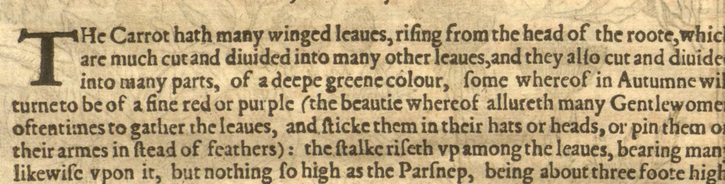 An illustration from Paradisi in sole paradisus terrestris, or, A garden of all sorts of pleasant flowers which our English ayre will permitt to be noursed vp?with a kitchen garden of all manner of herbes, rootes, & fruites, for meate or sause vsed with vs, and an orchard of all sorte of fruitbearing trees and shrubbes fit for our land together with the right orderinge planting & preseruing of them and their vses & vertues /collected by John Parkinson., 1629, leaf 518
