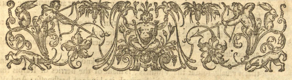An illustration from Paradisi in sole paradisus terrestris, or, A garden of all sorts of pleasant flowers which our English ayre will permitt to be noursed vp?with a kitchen garden of all manner of herbes, rootes, & fruites, for meate or sause vsed with vs, and an orchard of all sorte of fruitbearing trees and shrubbes fit for our land together with the right orderinge planting & preseruing of them and their vses & vertues /collected by John Parkinson., 1629, leaf 567