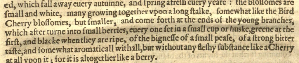 An illustration from Paradisi in sole paradisus terrestris, or, A garden of all sorts of pleasant flowers which our English ayre will permitt to be noursed vp?with a kitchen garden of all manner of herbes, rootes, & fruites, for meate or sause vsed with vs, and an orchard of all sorte of fruitbearing trees and shrubbes fit for our land together with the right orderinge planting & preseruing of them and their vses & vertues /collected by John Parkinson., 1629, leaf 609