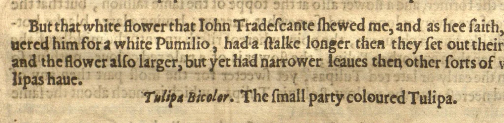An illustration from Paradisi in sole paradisus terrestris, or, A garden of all sorts of pleasant flowers which our English ayre will permitt to be noursed vp?with a kitchen garden of all manner of herbes, rootes, & fruites, for meate or sause vsed with vs, and an orchard of all sorte of fruitbearing trees and shrubbes fit for our land together with the right orderinge planting & preseruing of them and their vses & vertues /collected by John Parkinson., 1629, leaf 62