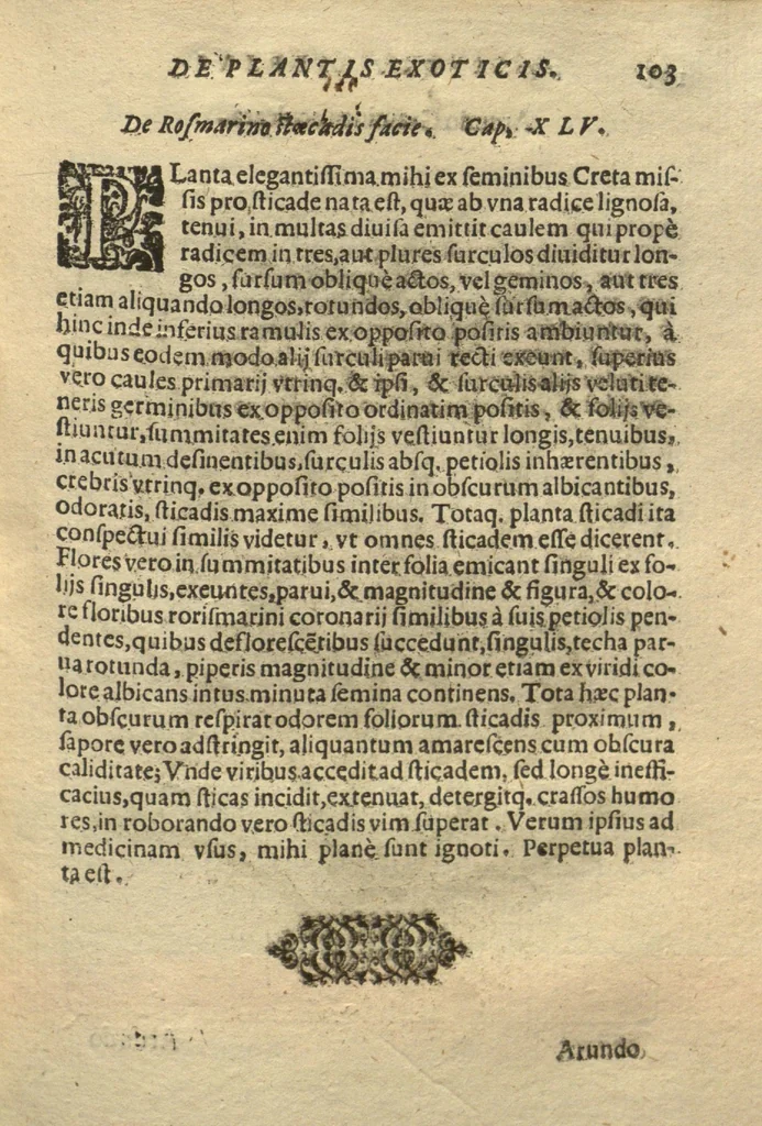 An illustration from De plantis exoticis libri duo /Prosperi Alpini ... ; opus completum, editum studio, ac opera Alpini Alpini ..., 1629, leaf 118