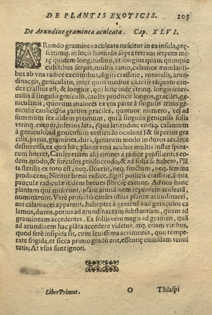An illustration from De plantis exoticis libri duo /Prosperi Alpini ... ; opus completum, editum studio, ac opera Alpini Alpini ..., 1629, leaf 120