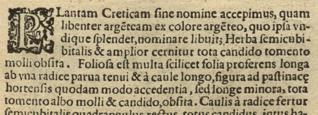 An illustration from De plantis exoticis libri duo /Prosperi Alpini ... ; opus completum, editum studio, ac opera Alpini Alpini ..., 1629, leaf 132
