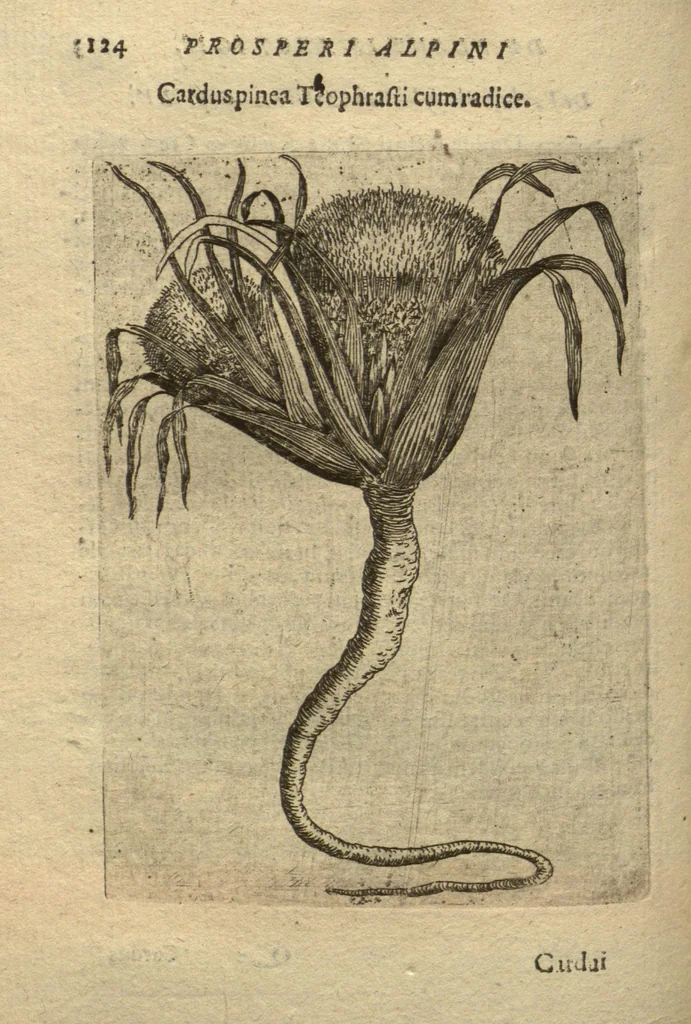 An illustration from De plantis exoticis libri duo /Prosperi Alpini ... ; opus completum, editum studio, ac opera Alpini Alpini ..., 1629, leaf 139