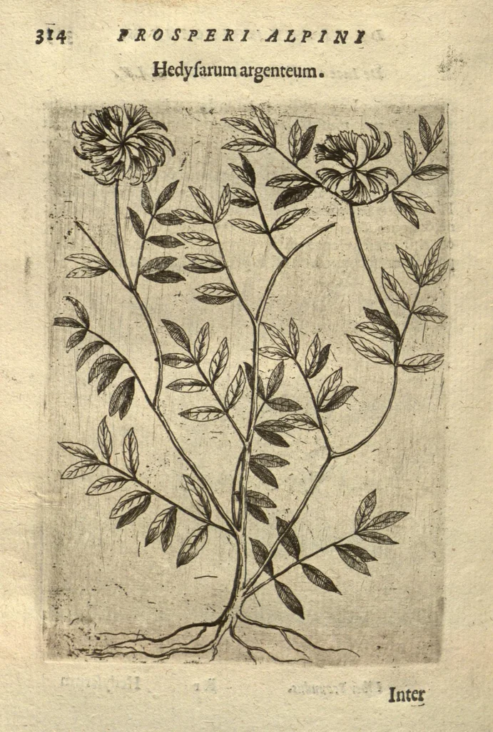 An illustration from De plantis exoticis libri duo /Prosperi Alpini ... ; opus completum, editum studio, ac opera Alpini Alpini ..., 1629, leaf 329