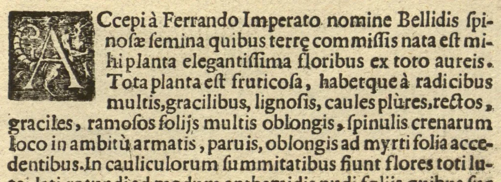 An illustration from De plantis exoticis libri duo /Prosperi Alpini ... ; opus completum, editum studio, ac opera Alpini Alpini ..., 1629, leaf 342