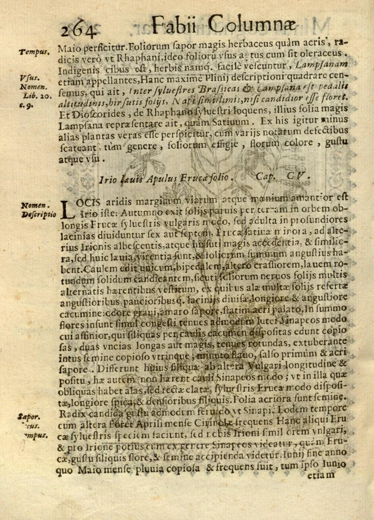 An illustration from Fabii Columnae Lyncei Minus cognitarum rariorumque nostro coelo orientium stirpium ekphrasis ?qua non paucae ab antiquioribus Theophrasto, Dioscoride, Plinio, Galeno aliisq. descriptae, praeter illas etiam in Phytobasano editas disquiruntur ac declarantur. Item de aquatilibus aliisque nonnullis animalibus libellus ... Omnia fideliter ad vivum delineata, atque aeneis?typis expressa cum indice in calce voluminis locupletissimo., 1616, leaf 274