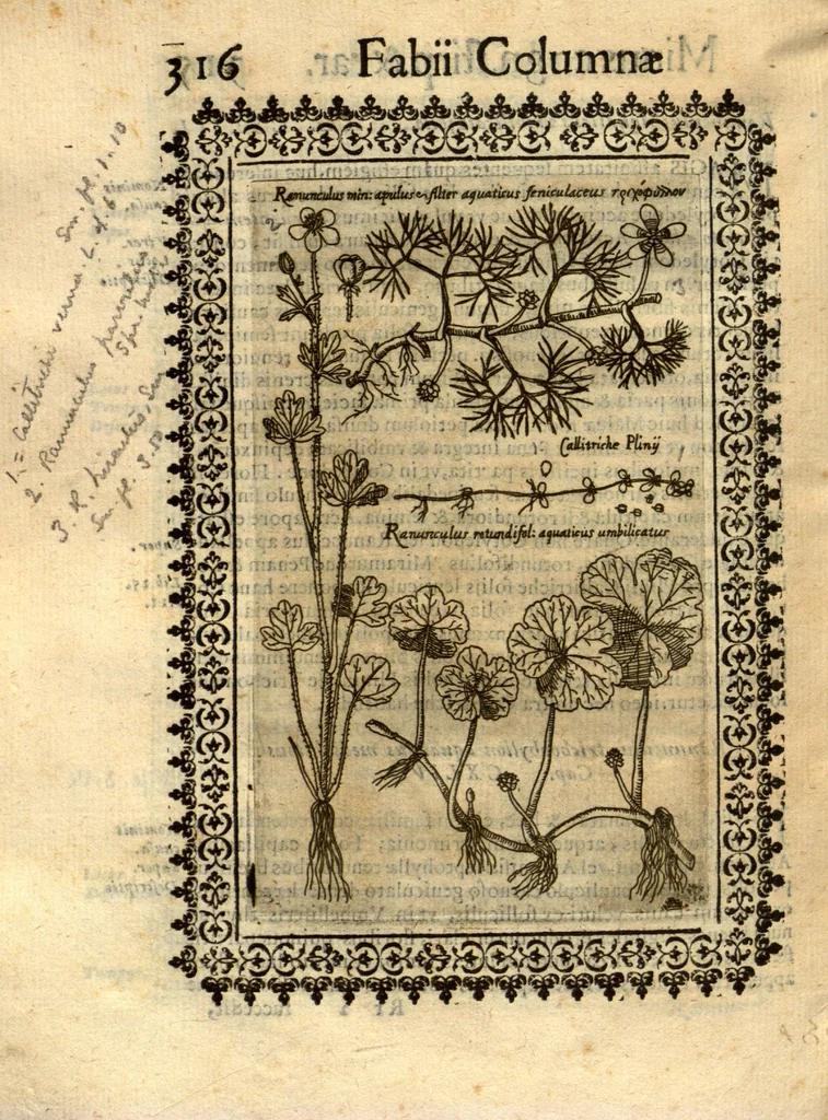 An illustration from Fabii Columnae Lyncei Minus cognitarum rariorumque nostro coelo orientium stirpium ekphrasis ?qua non paucae ab antiquioribus Theophrasto, Dioscoride, Plinio, Galeno aliisq. descriptae, praeter illas etiam in Phytobasano editas disquiruntur ac declarantur. Item de aquatilibus aliisque nonnullis animalibus libellus ... Omnia fideliter ad vivum delineata, atque aeneis?typis expressa cum indice in calce voluminis locupletissimo., 1616, leaf 326