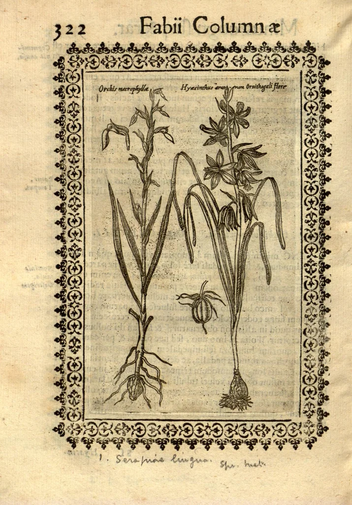 An illustration from Fabii Columnae Lyncei Minus cognitarum rariorumque nostro coelo orientium stirpium ekphrasis ?qua non paucae ab antiquioribus Theophrasto, Dioscoride, Plinio, Galeno aliisq. descriptae, praeter illas etiam in Phytobasano editas disquiruntur ac declarantur. Item de aquatilibus aliisque nonnullis animalibus libellus ... Omnia fideliter ad vivum delineata, atque aeneis?typis expressa cum indice in calce voluminis locupletissimo., 1616, leaf 332