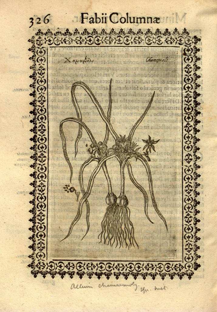 An illustration from Fabii Columnae Lyncei Minus cognitarum rariorumque nostro coelo orientium stirpium ekphrasis ?qua non paucae ab antiquioribus Theophrasto, Dioscoride, Plinio, Galeno aliisq. descriptae, praeter illas etiam in Phytobasano editas disquiruntur ac declarantur. Item de aquatilibus aliisque nonnullis animalibus libellus ... Omnia fideliter ad vivum delineata, atque aeneis?typis expressa cum indice in calce voluminis locupletissimo., 1616, leaf 336