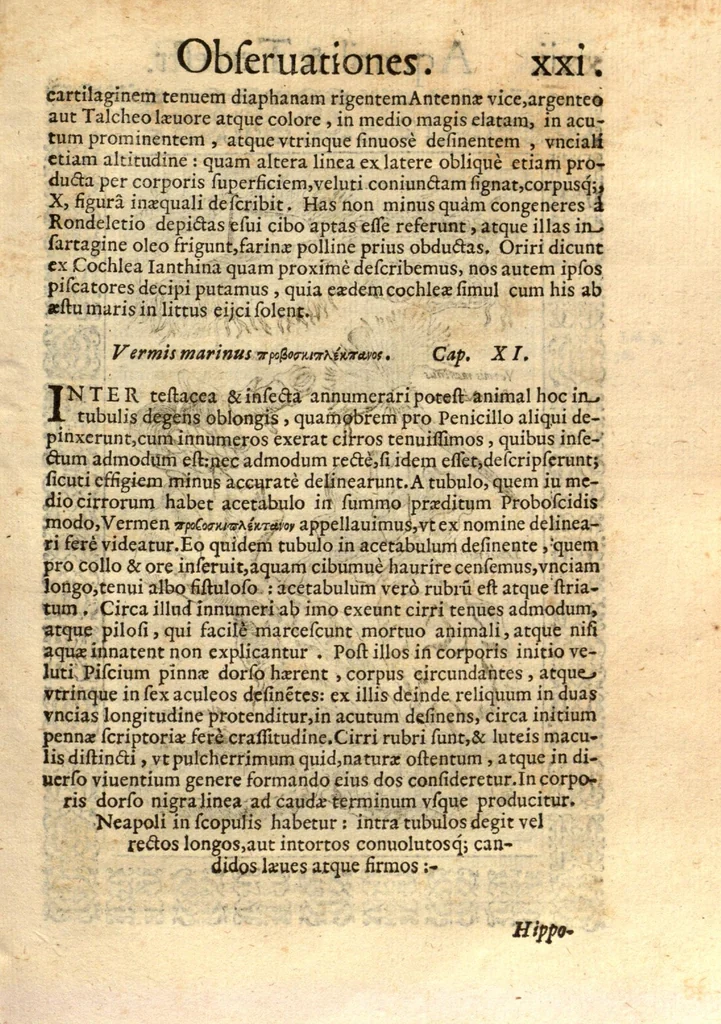 An illustration from Fabii Columnae Lyncei Minus cognitarum rariorumque nostro coelo orientium stirpium ekphrasis ?qua non paucae ab antiquioribus Theophrasto, Dioscoride, Plinio, Galeno aliisq. descriptae, praeter illas etiam in Phytobasano editas disquiruntur ac declarantur. Item de aquatilibus aliisque nonnullis animalibus libellus ... Omnia fideliter ad vivum delineata, atque aeneis?typis expressa cum indice in calce voluminis locupletissimo., 1616, leaf 371