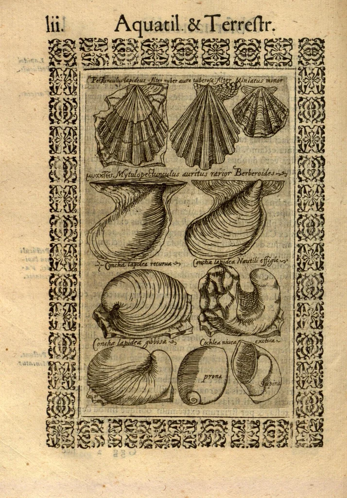 An illustration from Fabii Columnae Lyncei Minus cognitarum rariorumque nostro coelo orientium stirpium ekphrasis ?qua non paucae ab antiquioribus Theophrasto, Dioscoride, Plinio, Galeno aliisq. descriptae, praeter illas etiam in Phytobasano editas disquiruntur ac declarantur. Item de aquatilibus aliisque nonnullis animalibus libellus ... Omnia fideliter ad vivum delineata, atque aeneis?typis expressa cum indice in calce voluminis locupletissimo., 1616, leaf 402