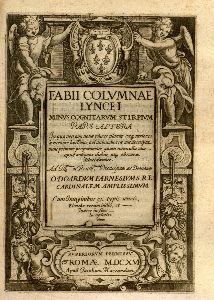 An illustration from Fabii Columnae Lyncei Minus cognitarum rariorumque nostro coelo orientium stirpium ekphrasis ?qua non paucae ab antiquioribus Theophrasto, Dioscoride, Plinio, Galeno aliisq. descriptae, praeter illas etiam in Phytobasano editas disquiruntur ac declarantur. Item de aquatilibus aliisque nonnullis animalibus libellus ... Omnia fideliter ad vivum delineata, atque aeneis?typis expressa cum indice in calce voluminis locupletissimo., 1616, leaf 431