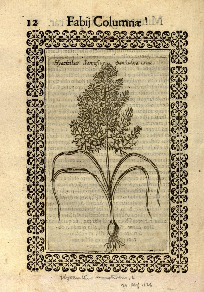 An illustration from Fabii Columnae Lyncei Minus cognitarum rariorumque nostro coelo orientium stirpium ekphrasis ?qua non paucae ab antiquioribus Theophrasto, Dioscoride, Plinio, Galeno aliisq. descriptae, praeter illas etiam in Phytobasano editas disquiruntur ac declarantur. Item de aquatilibus aliisque nonnullis animalibus libellus ... Omnia fideliter ad vivum delineata, atque aeneis?typis expressa cum indice in calce voluminis locupletissimo., 1616, leaf 454