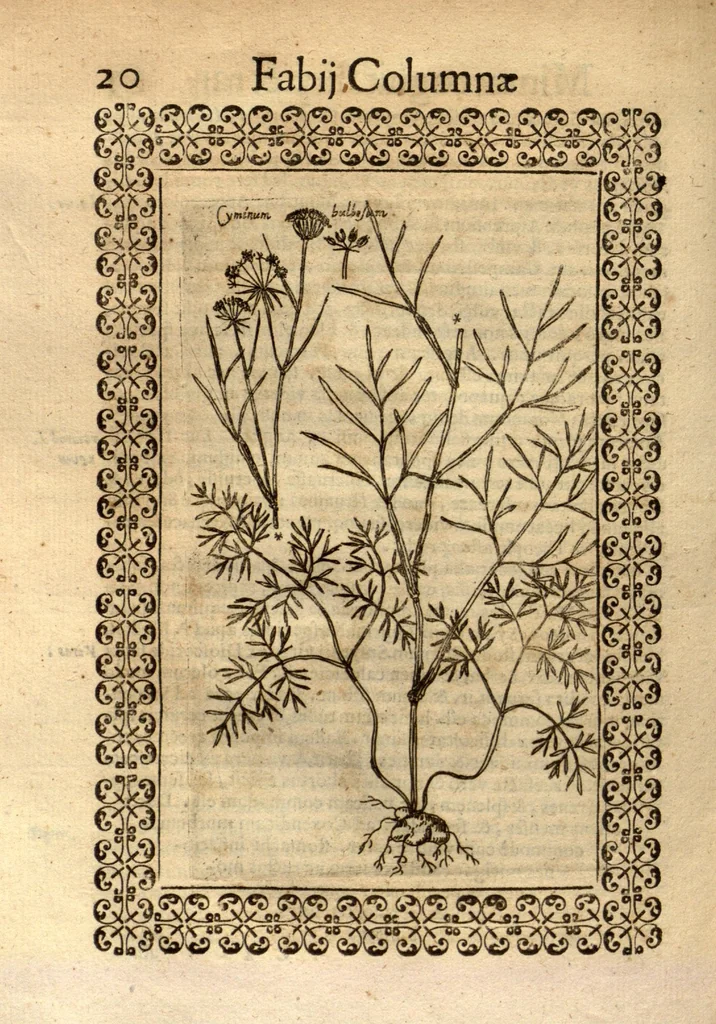 An illustration from Fabii Columnae Lyncei Minus cognitarum rariorumque nostro coelo orientium stirpium ekphrasis ?qua non paucae ab antiquioribus Theophrasto, Dioscoride, Plinio, Galeno aliisq. descriptae, praeter illas etiam in Phytobasano editas disquiruntur ac declarantur. Item de aquatilibus aliisque nonnullis animalibus libellus ... Omnia fideliter ad vivum delineata, atque aeneis?typis expressa cum indice in calce voluminis locupletissimo., 1616, leaf 462