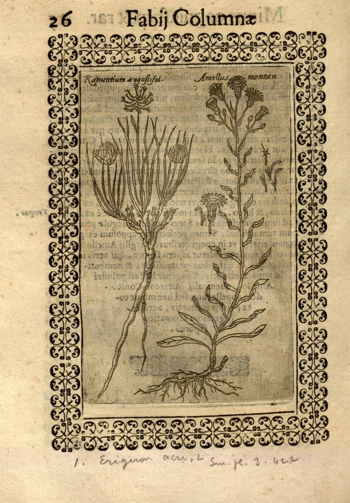 An illustration from Fabii Columnae Lyncei Minus cognitarum rariorumque nostro coelo orientium stirpium ekphrasis ?qua non paucae ab antiquioribus Theophrasto, Dioscoride, Plinio, Galeno aliisq. descriptae, praeter illas etiam in Phytobasano editas disquiruntur ac declarantur. Item de aquatilibus aliisque nonnullis animalibus libellus ... Omnia fideliter ad vivum delineata, atque aeneis?typis expressa cum indice in calce voluminis locupletissimo., 1616, leaf 468