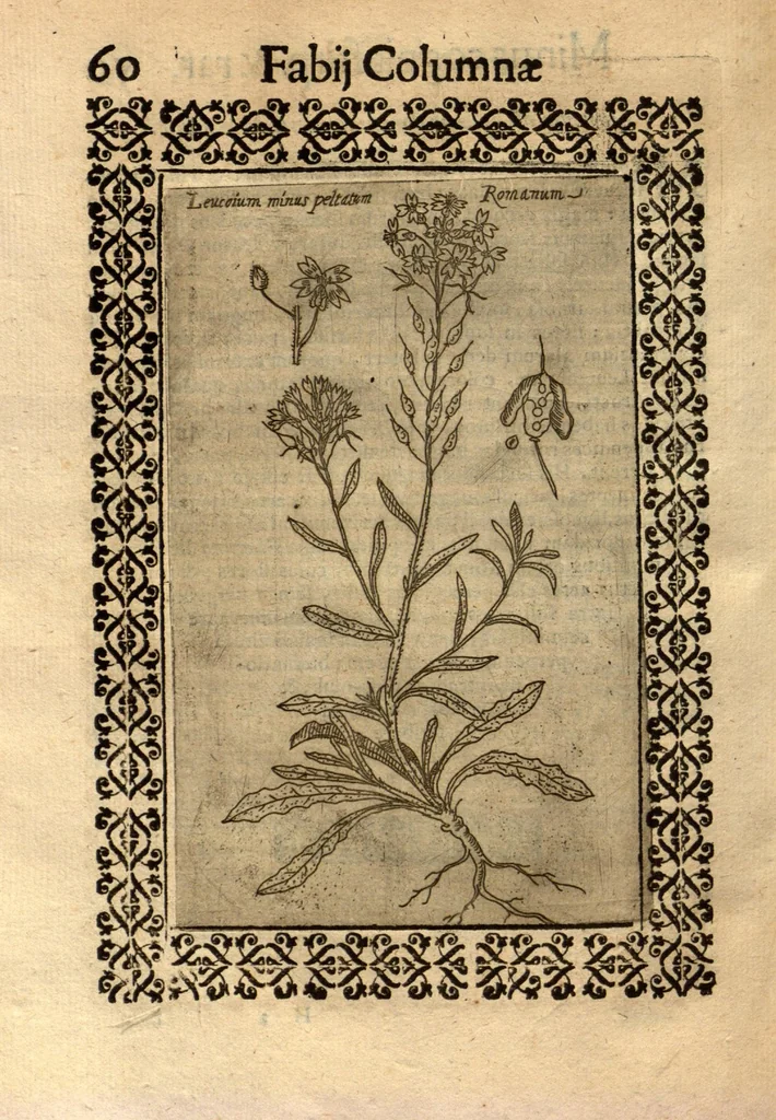 An illustration from Fabii Columnae Lyncei Minus cognitarum rariorumque nostro coelo orientium stirpium ekphrasis ?qua non paucae ab antiquioribus Theophrasto, Dioscoride, Plinio, Galeno aliisq. descriptae, praeter illas etiam in Phytobasano editas disquiruntur ac declarantur. Item de aquatilibus aliisque nonnullis animalibus libellus ... Omnia fideliter ad vivum delineata, atque aeneis?typis expressa cum indice in calce voluminis locupletissimo., 1616, leaf 502