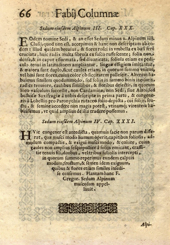An illustration from Fabii Columnae Lyncei Minus cognitarum rariorumque nostro coelo orientium stirpium ekphrasis ?qua non paucae ab antiquioribus Theophrasto, Dioscoride, Plinio, Galeno aliisq. descriptae, praeter illas etiam in Phytobasano editas disquiruntur ac declarantur. Item de aquatilibus aliisque nonnullis animalibus libellus ... Omnia fideliter ad vivum delineata, atque aeneis?typis expressa cum indice in calce voluminis locupletissimo., 1616, leaf 508