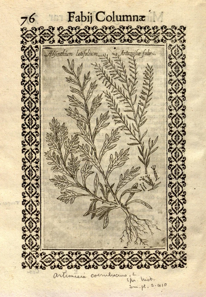 An illustration from Fabii Columnae Lyncei Minus cognitarum rariorumque nostro coelo orientium stirpium ekphrasis ?qua non paucae ab antiquioribus Theophrasto, Dioscoride, Plinio, Galeno aliisq. descriptae, praeter illas etiam in Phytobasano editas disquiruntur ac declarantur. Item de aquatilibus aliisque nonnullis animalibus libellus ... Omnia fideliter ad vivum delineata, atque aeneis?typis expressa cum indice in calce voluminis locupletissimo., 1616, leaf 518