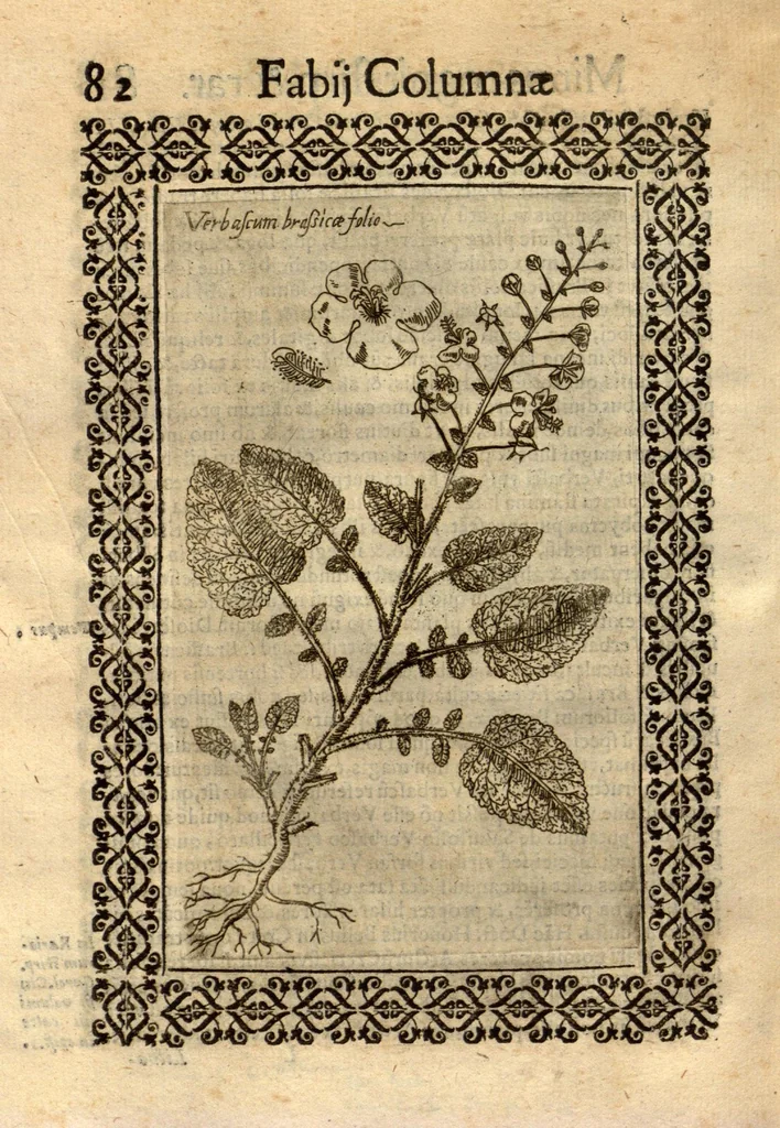An illustration from Fabii Columnae Lyncei Minus cognitarum rariorumque nostro coelo orientium stirpium ekphrasis ?qua non paucae ab antiquioribus Theophrasto, Dioscoride, Plinio, Galeno aliisq. descriptae, praeter illas etiam in Phytobasano editas disquiruntur ac declarantur. Item de aquatilibus aliisque nonnullis animalibus libellus ... Omnia fideliter ad vivum delineata, atque aeneis?typis expressa cum indice in calce voluminis locupletissimo., 1616, leaf 524